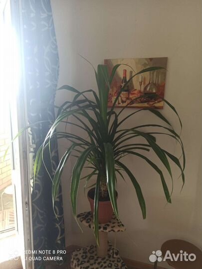 Пальма панданус