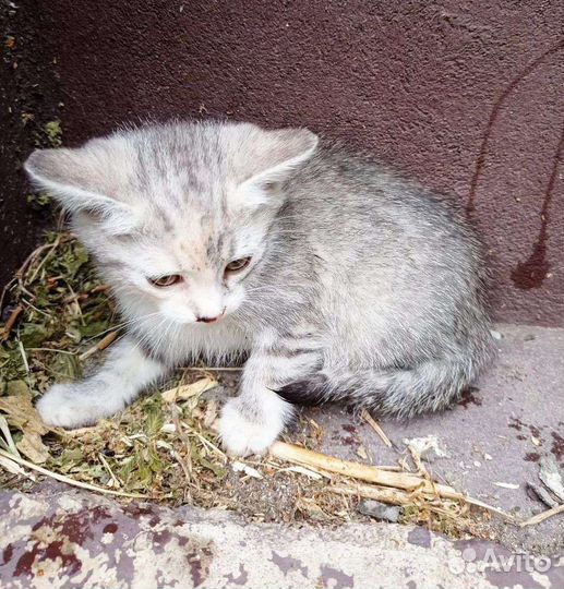 Кошечка в добрые руки
