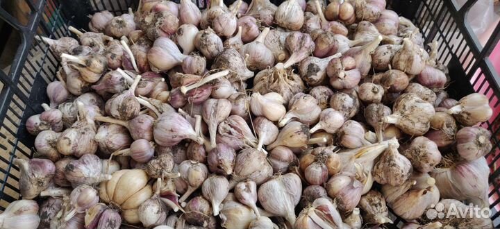 Чеснок