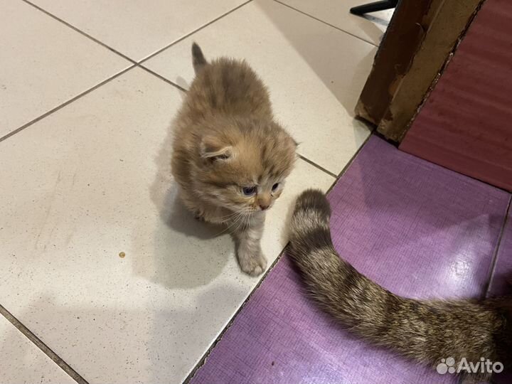 Шотландские вислоухие котята рыжие