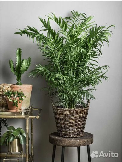 Хамидорея, Дипсис