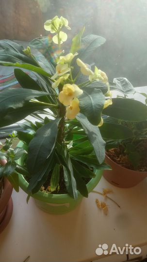 Образец цветения будующих цветочков. Молочай миля