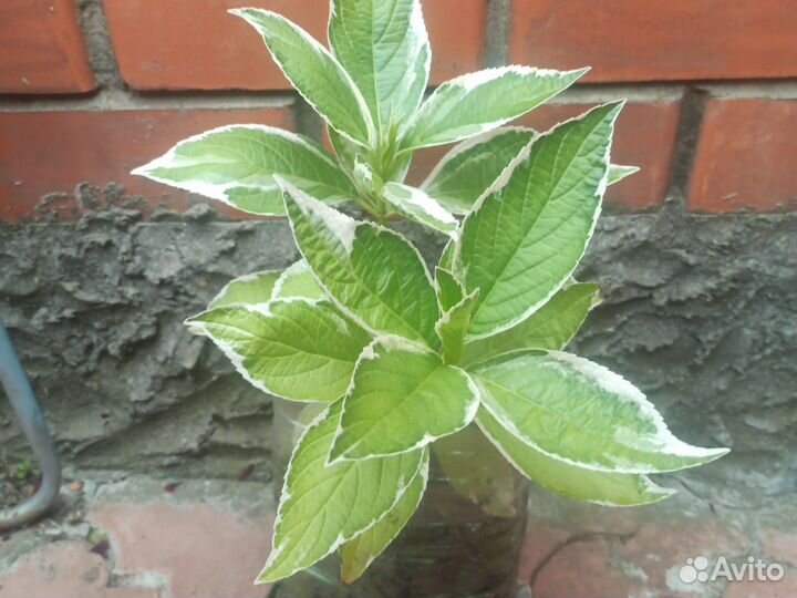 Гортензия пестролистная