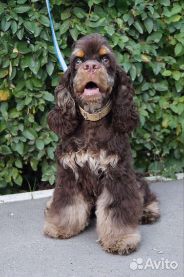 Собака улыбака