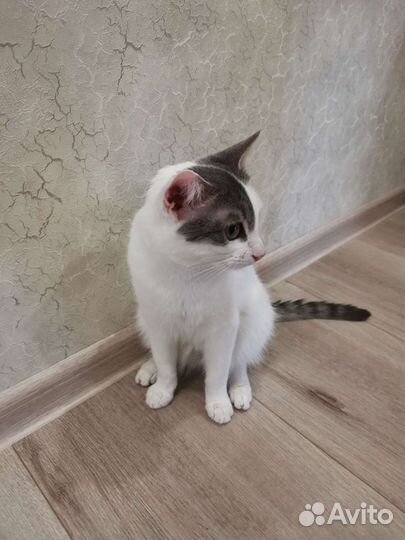 Отдам котенка в добрые руки