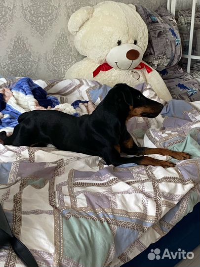 Ягтерьер на дороге около Гарта