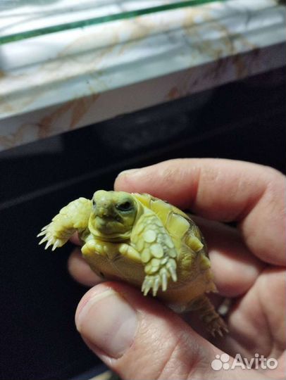 Черепаха шпороносная малыши. Айвари и шоколад