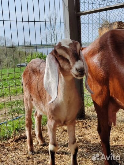 Нубийские козы камори