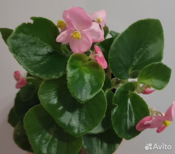Бегония вечноцветущая