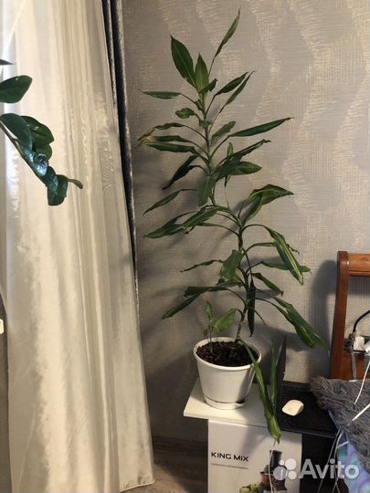 Комнатные растения цветы