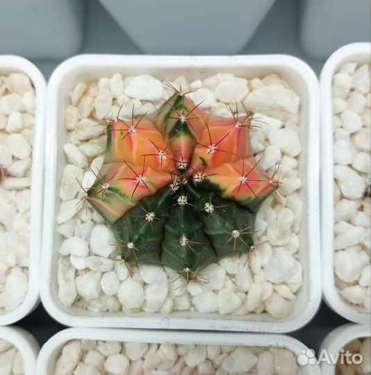 Красивый кактус