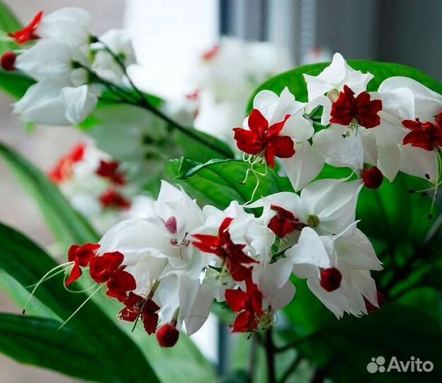 Клеродендрум госпожи томпсон, плектрантус