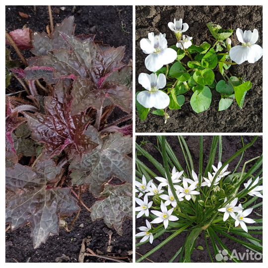 Растения для сада фиалка птицемлечник