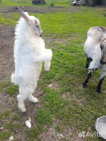 Козел на племя