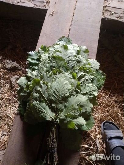 Продаю веники дубовые, черно клëн, липа