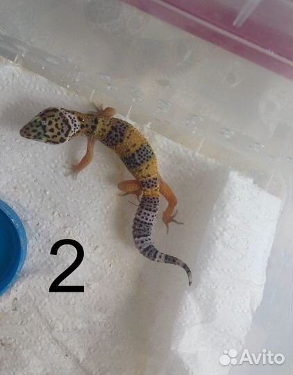 Гекконы эублефары