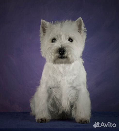 Стрижка тримминг собак