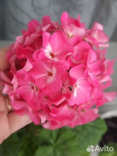 Пеларгония герань разные