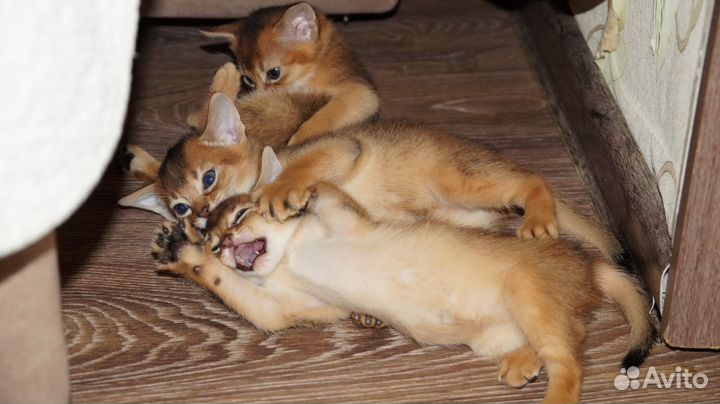 Абиссинские котята с документами