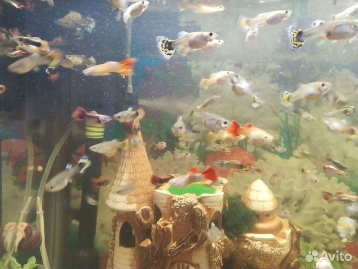 Гуппи, ампулярии