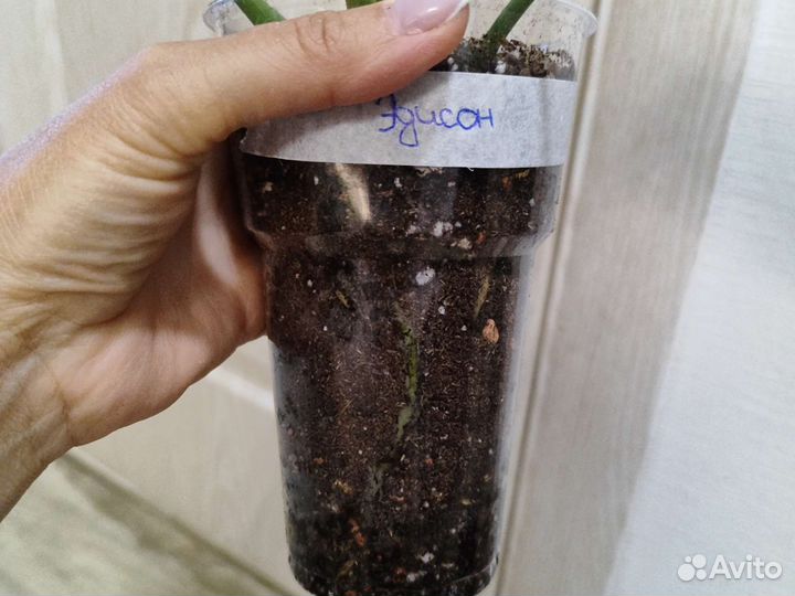 Антуриум Эдисон