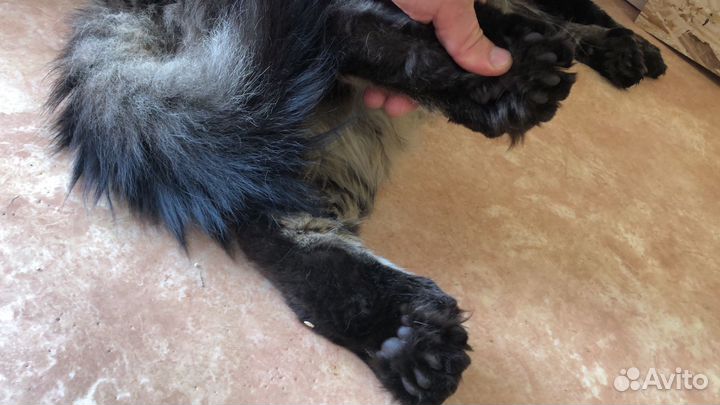 Котята мейн-кун