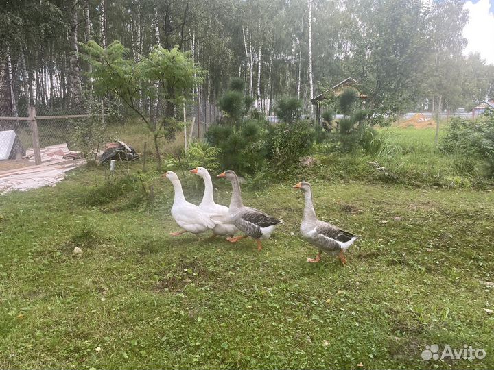 Гуси молодые