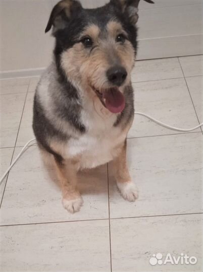 Эрдельтерьер метис из усыпалки ищет дом