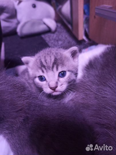 Кошка в дар