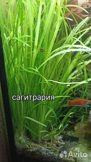 Растения для Аквариума продам