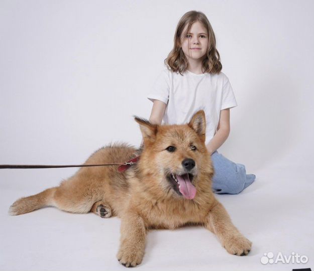 Акита ину метис, щенок