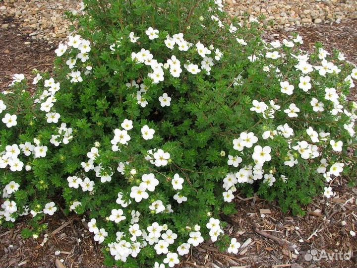 Семена многолетних расстений