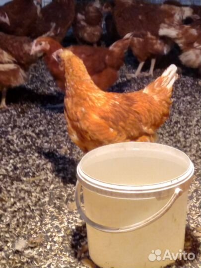 Курочки несушки малодка
