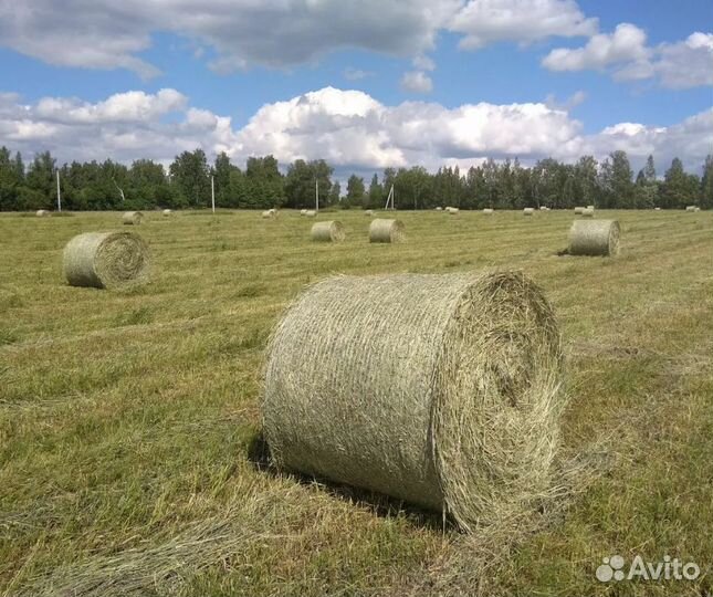 Фуражное зерно,шрот, пивная дробина,сено