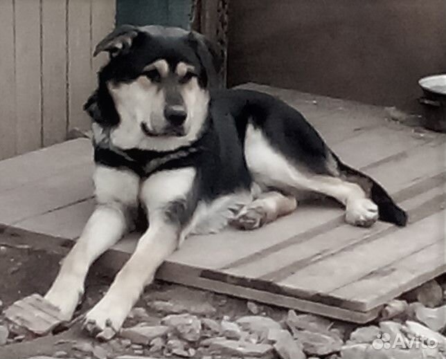 Метис хаски и лабрадора