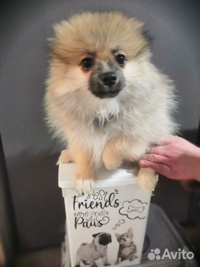 Шпицы девочки