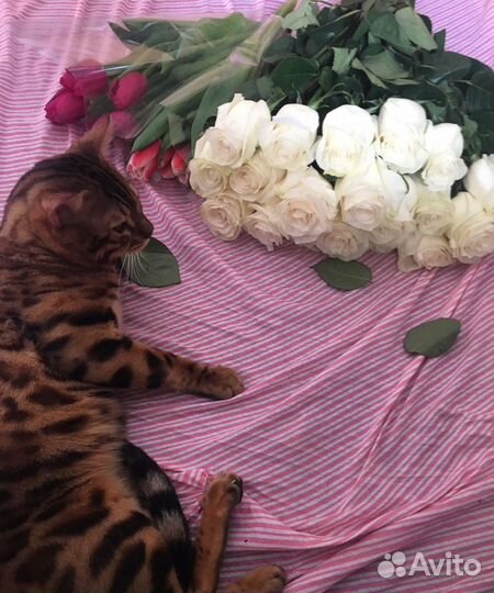 Бенгальский кот в добрые руки