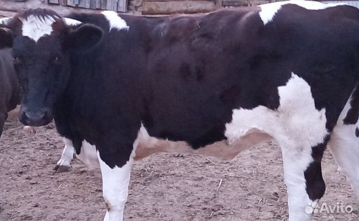 Продам телок