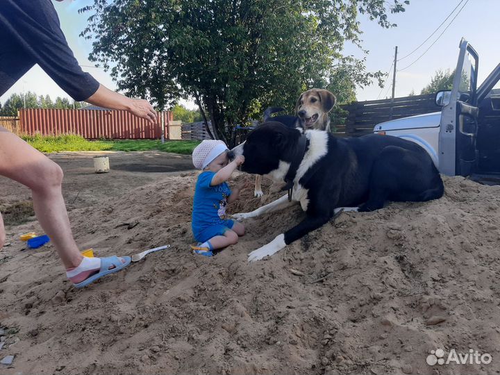 Вязка кобель среднеазиатская овчарка