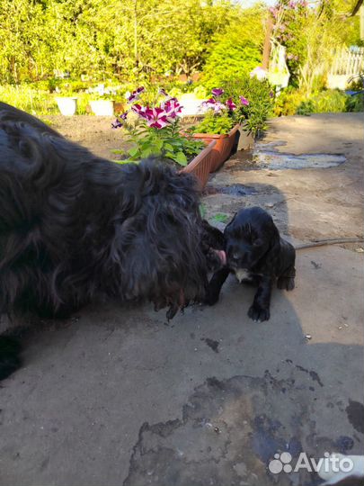 Русский охотничий спаниель. Щенки