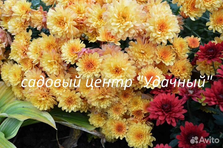 Хризантема. Астра.Черенки. Весна 2023