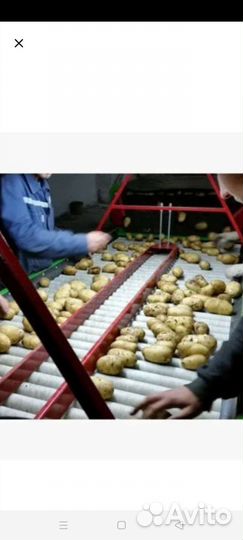 Сортировка картофеля на ленте