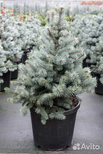 Ель Сизая Блу Маунтан