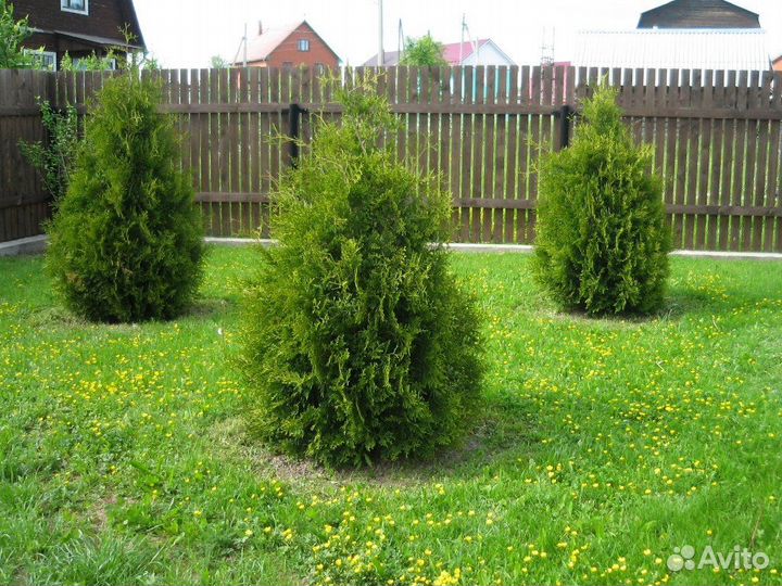 Туя брабанттуя Брабант