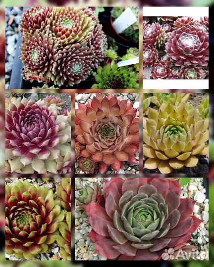 Молодило каменная роза