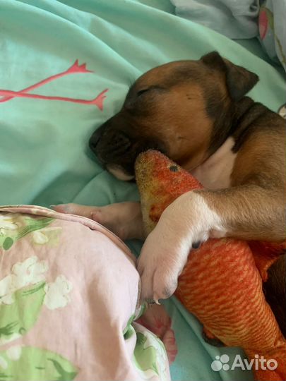 Щенки метисы Ам. Стаффордширский терьер и Доберман