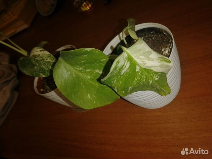 Монстера альба