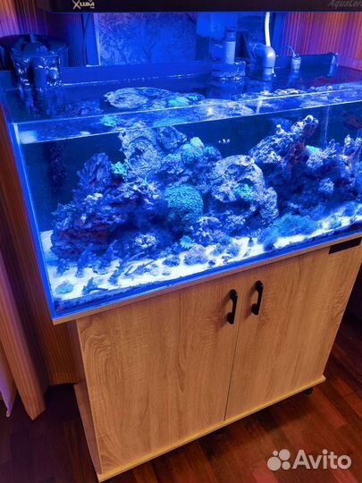 Морской аквариум на 150 литров