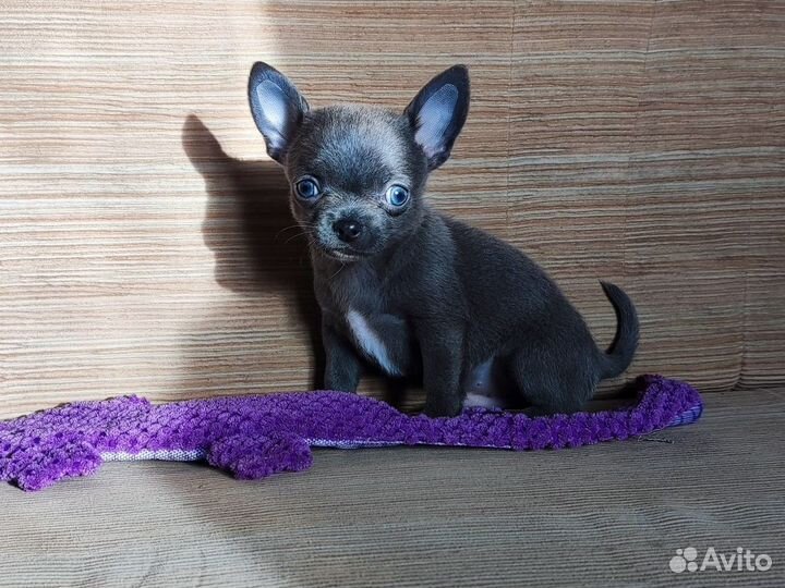 Щенки чихуахуа