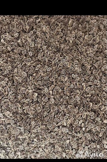 Семена огурцов тамата укропа